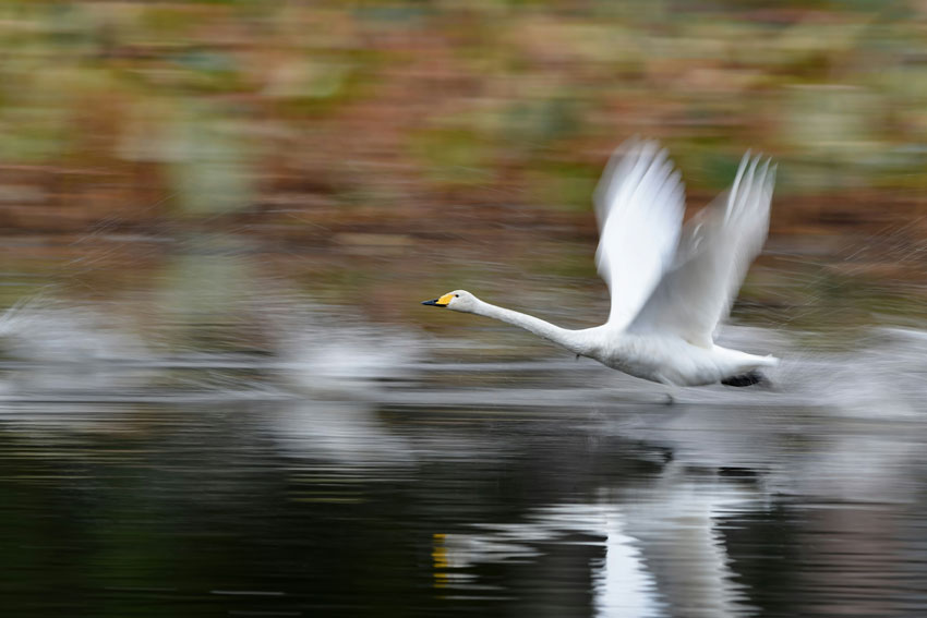 Background Motion Blur
