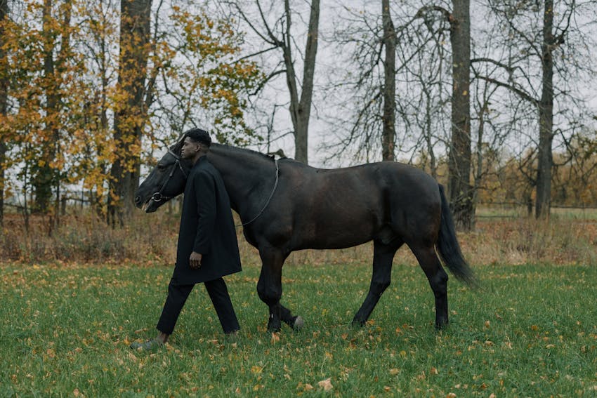 Horse Photography 1