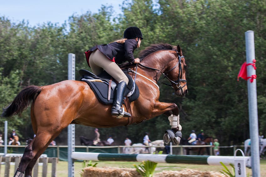 Horse Photography 10