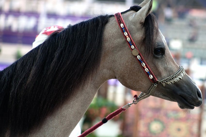 Horse Photography 2