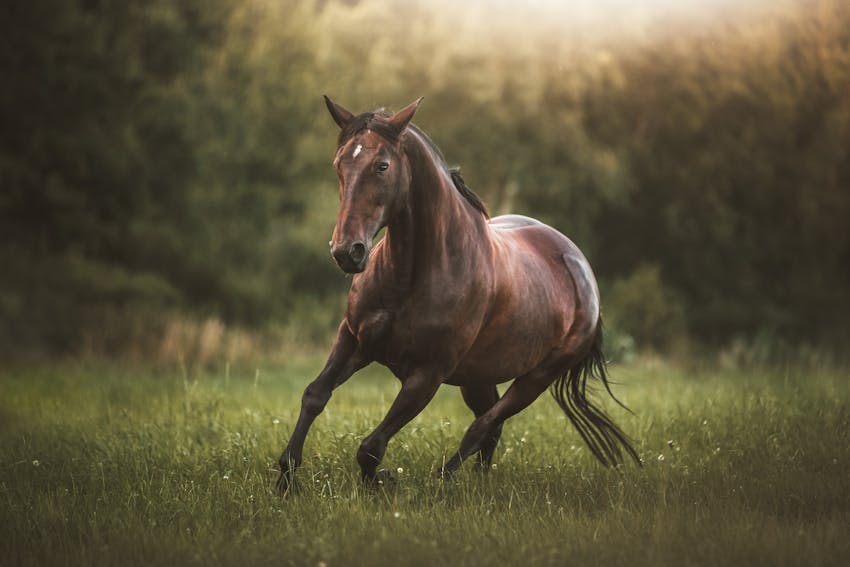 Horse Photography 3