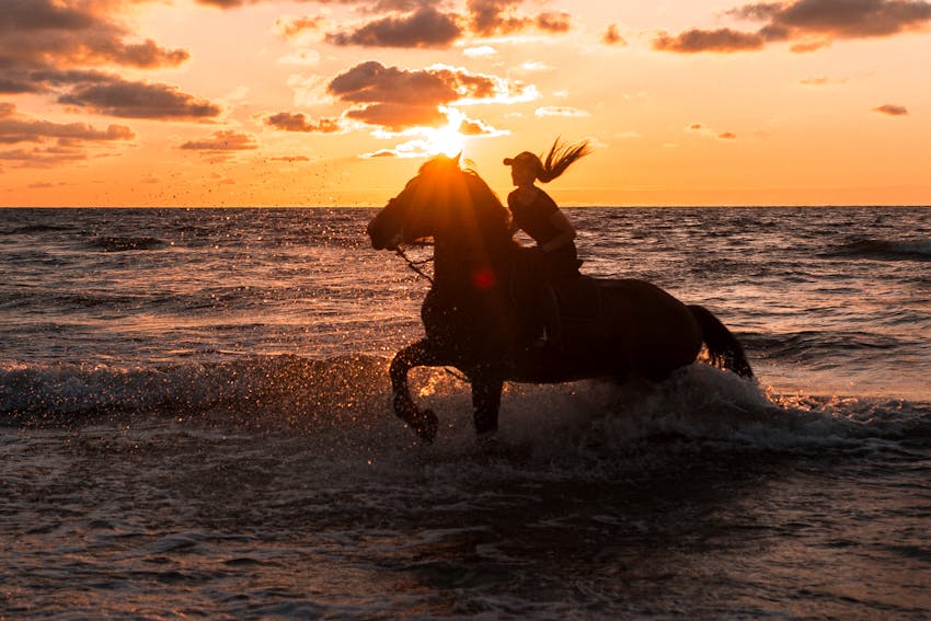 Horse Photography 5