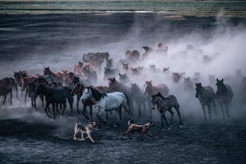 Horse Photography 6