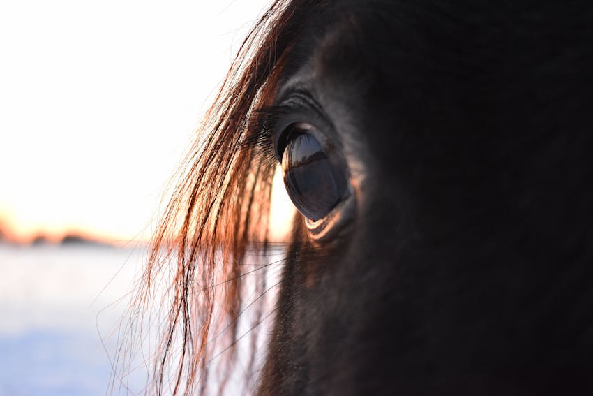 Horse Photography 8