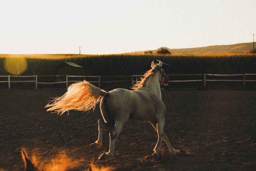 Horse Photography 9